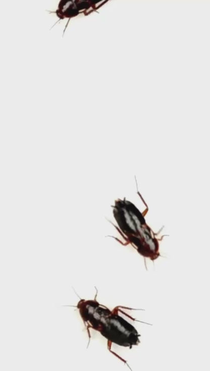 Pesguard Gel 30 gr MGK Clotianidin 0.5% Piriproxifen 0.5%